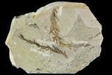 Metasequoia (Metasequoia) Fossil - Montana #110856-1